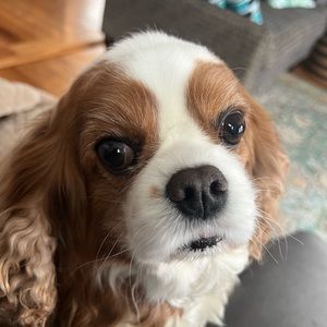 Meet your Posher, Annette